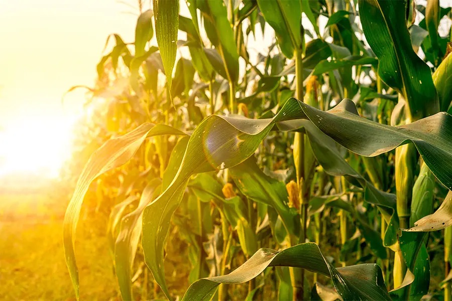 Crop Insurance